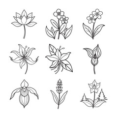 line art of forest flower four type bundle on the white background