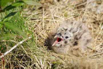 Fluffy seagull chick with open beak lies on dry grass, blending into the natural environment with...