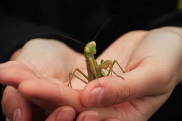 praying mantis on hand