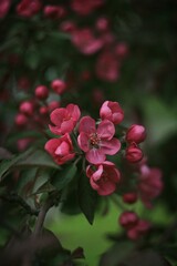 Pink apple tree blossom 