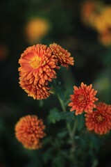 red and yellow flowers