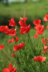 Red poppy flowers in a green field 