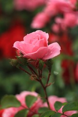 Obraz premium pink rose in garden