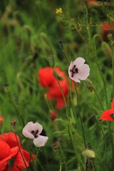 poppy flowers in the field