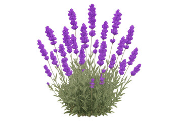 Naklejka premium Lavender plant with vibrant purple flowers and green leaves, isolated on a transparent background, ready for integration into various design projects