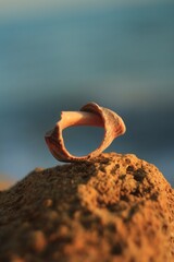 sea shell on the beach
