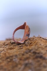 seashell on the beach