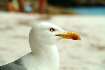 Close-Up of Yellow-Legged Gull on Cíes Islands Beach, Galicia, Spain – Coastal Wildlife.