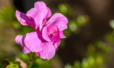 Fleur rose
