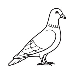 line art of  pigeon livestock on the white background  