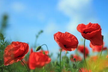 red poppy flowers