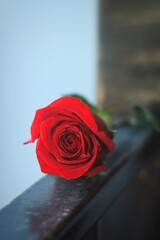 red rose on a wooden background