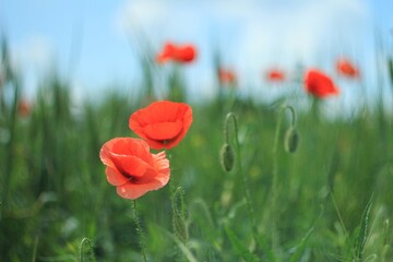 field of red poppies