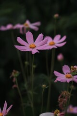 Fototapeta premium pink and purple flowers