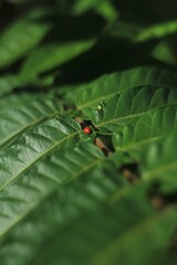 Red ladybug on a green leaf
