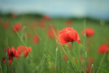 Fototapeta premium field of red poppies