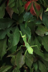 Big mantis sits on a green leaves 