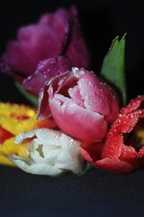 Closeup coloured tulips with water drops 