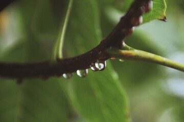 Raindrops on the branch 