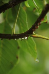 green leaf with water drops