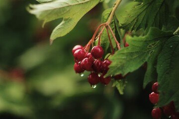 red berries on a branch with water drops 