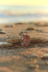 Closeup seashell on the beach