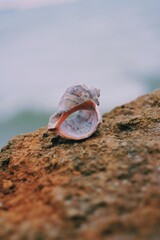 Closeup seashell on the beach
