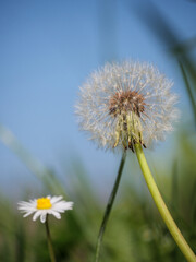 Dandelion seed head with a daisy against a pristine blue sky