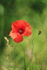 Red poppy on a green background 