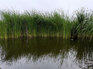 Obraz premium Tall green reeds reflecting in calm water
