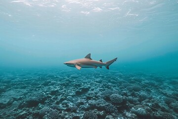Obraz premium Graceful shark glides through crystal clear waters above a vibrant coral reef.
