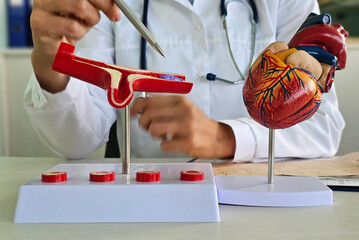Medical professional demonstrates human heart model and blood vessel model