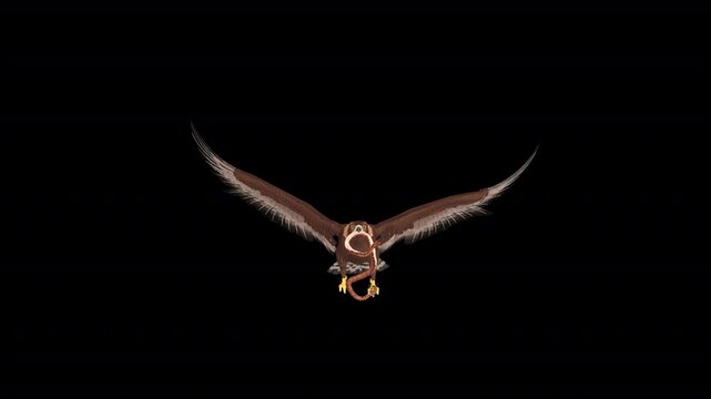 American Golden Eagle - Flying Loop - Aerial Front Close Up View - Alpha Channel - Realistic naturalistic Full HD 3D animation isolated on 
