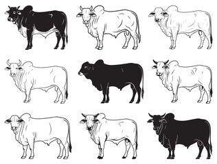 BRAHMAN BULL SILHOUETTE
