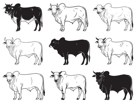 BRAHMAN BULL SILHOUETTE
