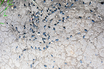 scattered sunflower seed husks on the ground. Environmental protection