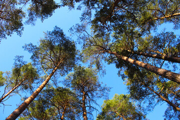 trees and blue sky