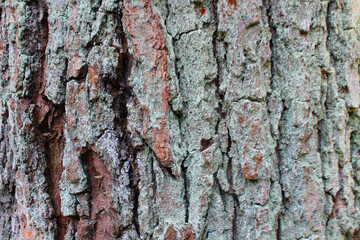 tree bark texture