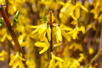 yellow spring flowers