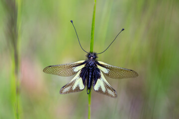 Libellen-Schmetterlingshaft , owly sulphur (Libelloides coccajus), Kaiserstuhl, Germany