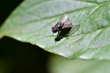 Macro close-up of a house fly (Musca domestica) resting on a vibrant green leaf. Detailed view of insect body, wings, and eyes. Concept of nature, pest control, and insect observation.