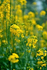 Obraz premium Vibrant rapeseed field with blooming yellow flowers creating a picturesque natural landscape
