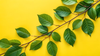 Leaves, green foliage, branch, minimal, vibrant yellow background, close-up, 4k, high quality, detailed, natural lighting , graphic background images