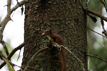 A close-up of a red squirrel in a coniferous forest in early summer after the rain, Oslo, Norway