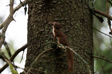 A close-up of a red squirrel in a coniferous forest in early summer after the rain, Oslo, Norway