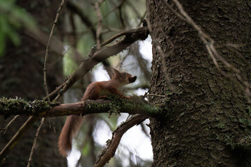 A close-up of a red squirrel in a coniferous forest in early summer after the rain, Oslo, Norway