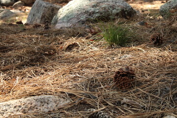 Pine Cone near Boulder in Woods