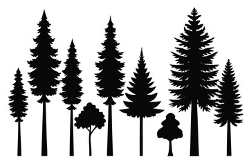 Obraz premium Silhouettes of evergreen trees in a forest setting 