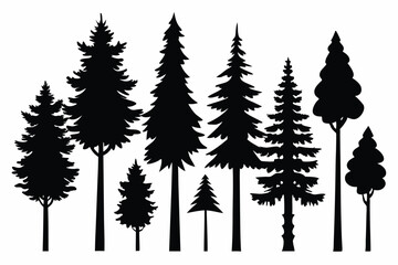 Fototapeta premium Silhouettes of evergreen trees in a forest setting 