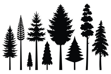 Fototapeta premium Silhouettes of evergreen trees in a forest setting 